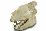Superb, Fossil Oreodont (Eporeodon) Skull w/ Atlas Vertebra #372996-1